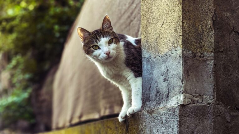 A cat standing on the wall looking at the camera